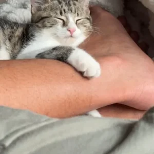 Sweet female kitten - Image 3