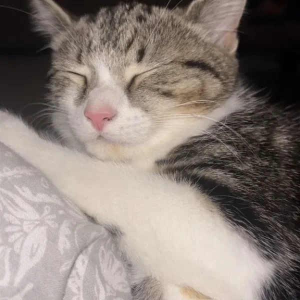 Sweet female kitten