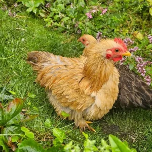 Bantam roosters x4 - Image 2