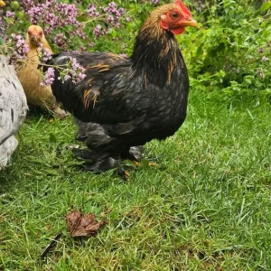 Bantam roosters x4 - Image 3