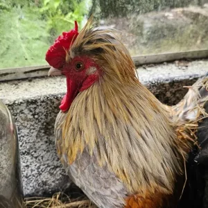 Bantam roosters x4 - Image 4