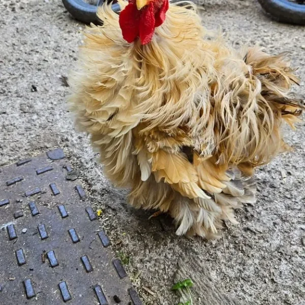 Bantam roosters x4