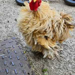 Bantam roosters x4