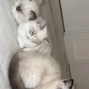 TICA Registered Ragdoll Kittens – Champion Bloodline, Ready to Go - Image 5