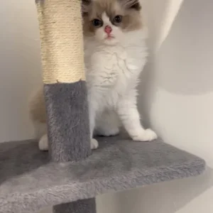TICA Registered Ragdoll Kittens – Champion Bloodline, Ready to Go - Image 7
