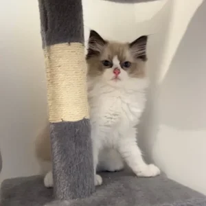 TICA Registered Ragdoll Kittens – Champion Bloodline, Ready to Go - Image 8