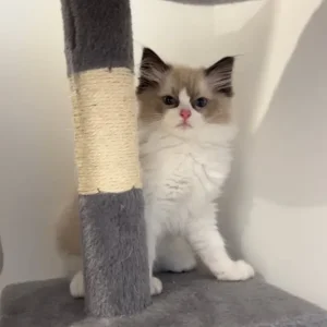 TICA Registered Ragdoll Kittens – Champion Bloodline, Ready to Go