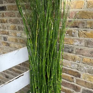 Rough Horsetail Equisetum Hyemale 175 cm with 20L Pot - Image 2
