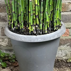 Rough Horsetail Equisetum Hyemale 175 cm with 20L Pot - Image 3