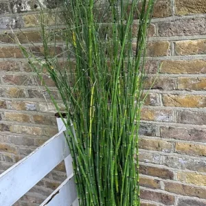 Rough Horsetail Equisetum Hyemale 175 cm with 20L Pot - Image 4