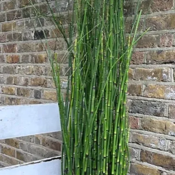 Rough Horsetail Equisetum Hyemale 175 cm with 20L Pot