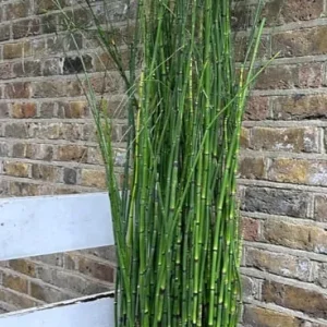 Rough Horsetail Equisetum Hyemale 175 cm with 20L Pot