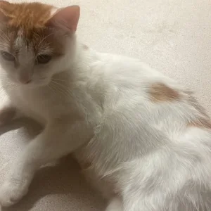 Sweet Mum Cat & 3 Gorgeous White-Gold Kittens Ready for Adoption - Image 6