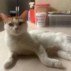 Sweet Mum Cat & 3 Gorgeous White-Gold Kittens Ready for Adoption