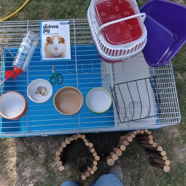 Guinea pig hutch bundle
