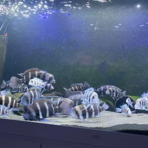 Burundi Frontosa - Image 2