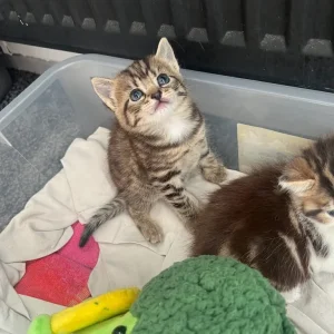 3 kittens looking for their forever home - Image 2
