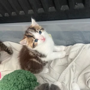 3 kittens looking for their forever home - Image 3