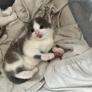 3 kittens looking for their forever home