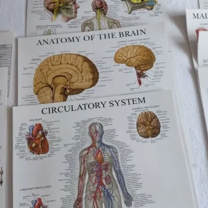 Anatomical Posters – 12 Laminated Charts - Image 2
