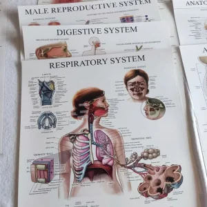 Anatomical Posters – 12 Laminated Charts - Image 3