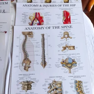 Anatomical Posters – 12 Laminated Charts - Image 4