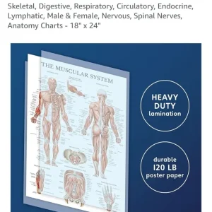 Anatomical Posters – 12 Laminated Charts - Image 5