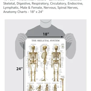 Anatomical Posters – 12 Laminated Charts - Image 7