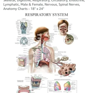 Anatomical Posters – 12 Laminated Charts - Image 8
