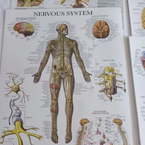 Anatomical Posters – 12 Laminated Charts