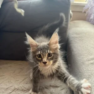 Maine Coon Kittens - Image 2