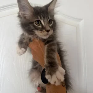 Maine Coon Kittens - Image 3