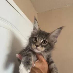 Maine Coon Kittens - Image 4