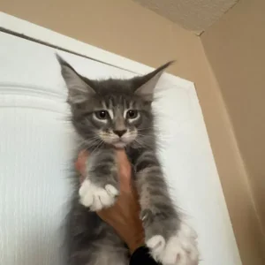 Maine Coon Kittens - Image 5
