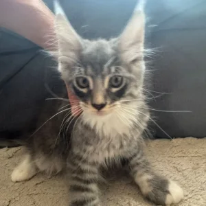 Maine Coon Kittens - Image 6