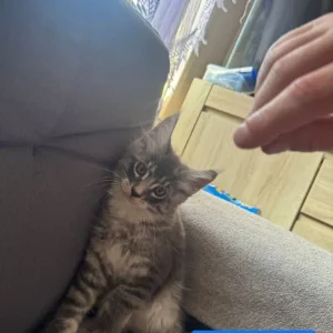 Maine Coon Kittens - Image 7