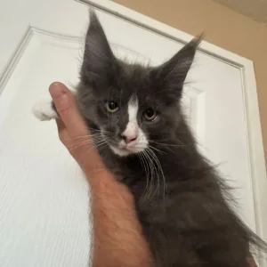 Maine Coon Kittens - Image 8