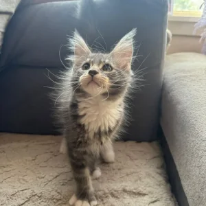 Maine Coon Kittens