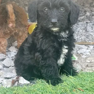 Doxiepoos