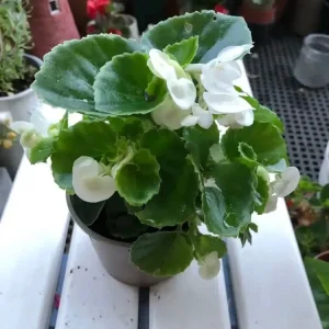 Begonia semperflorens - Image 2