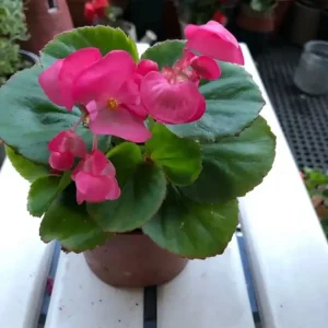 Begonia semperflorens