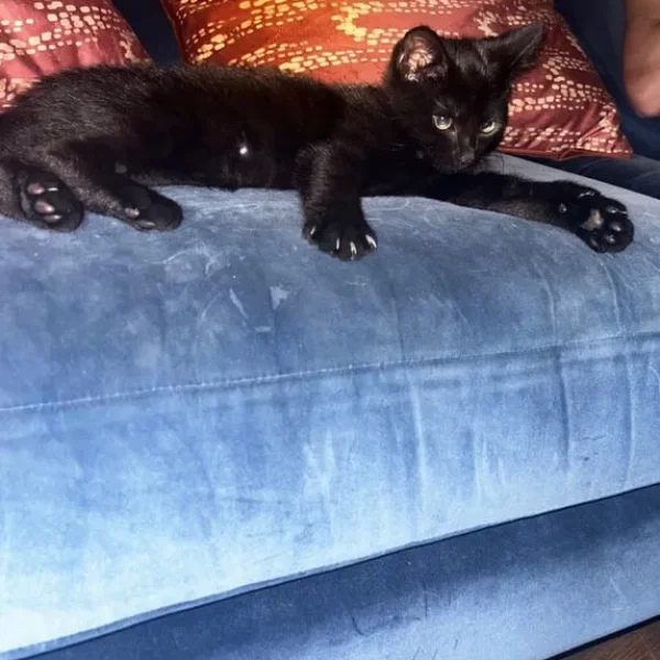 Black female kitten 8 weeks