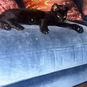 Black female kitten 8 weeks
