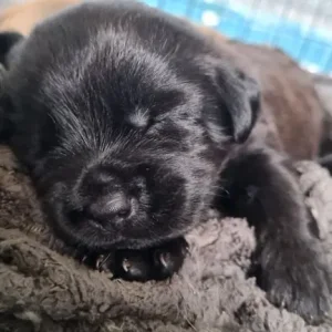 Rottie x Staffy cross pups - Image 3