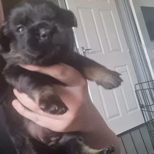 Rottie x Staffy cross pups - Image 4