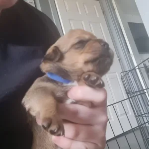 Rottie x Staffy cross pups - Image 5