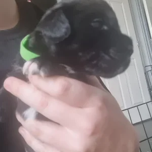 Rottie x Staffy cross pups - Image 6