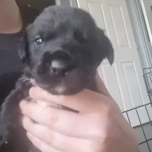Rottie x Staffy cross pups - Image 7