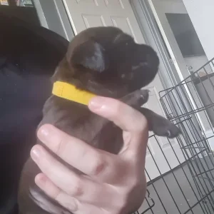 Rottie x Staffy cross pups - Image 8