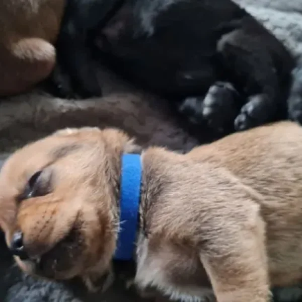 Rottie x Staffy cross pups